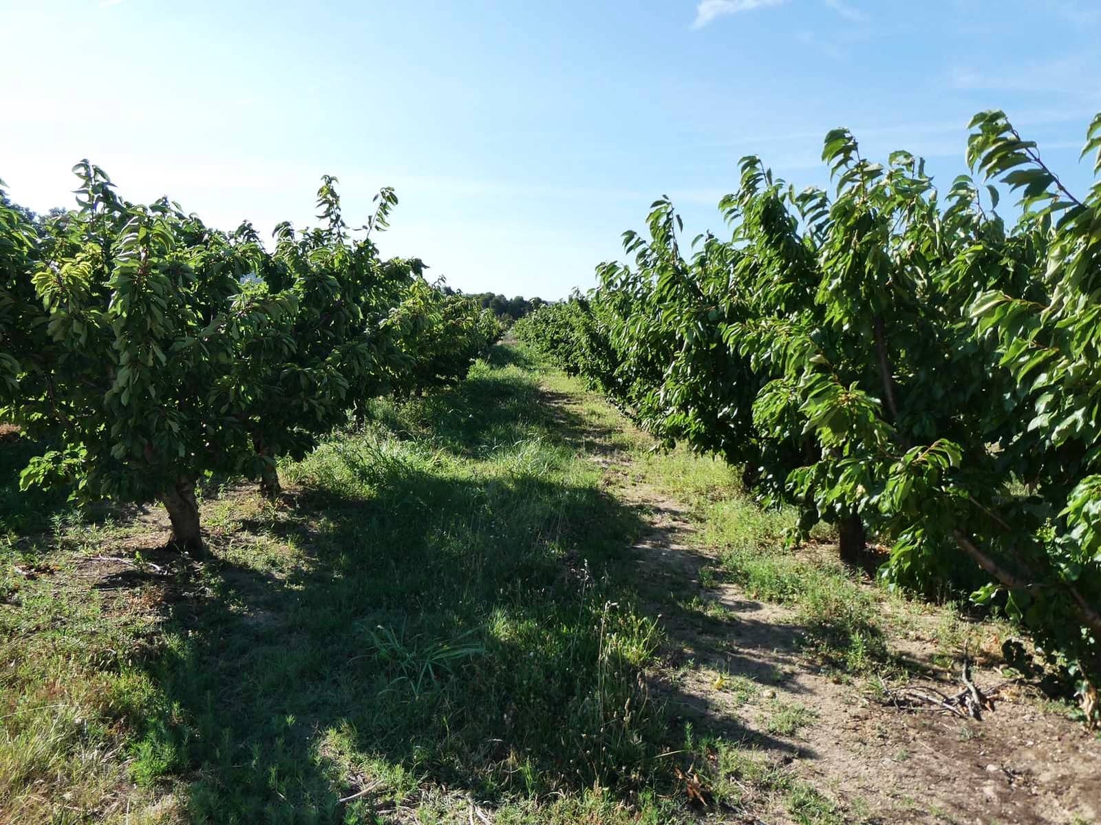 4 chambre Finca/Maison de Campagne à vendre à Caspe - 85 000 € (Ref: 9954597)