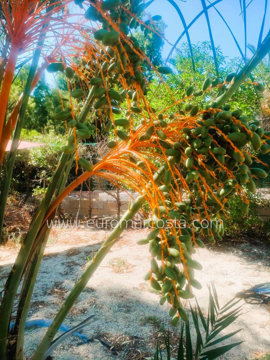 1 makuuhuone Maalaistalo myytävänä paikassa Daimes mukana uima-altaan 
autotalli - 199 500 € (Ref: 9247886)