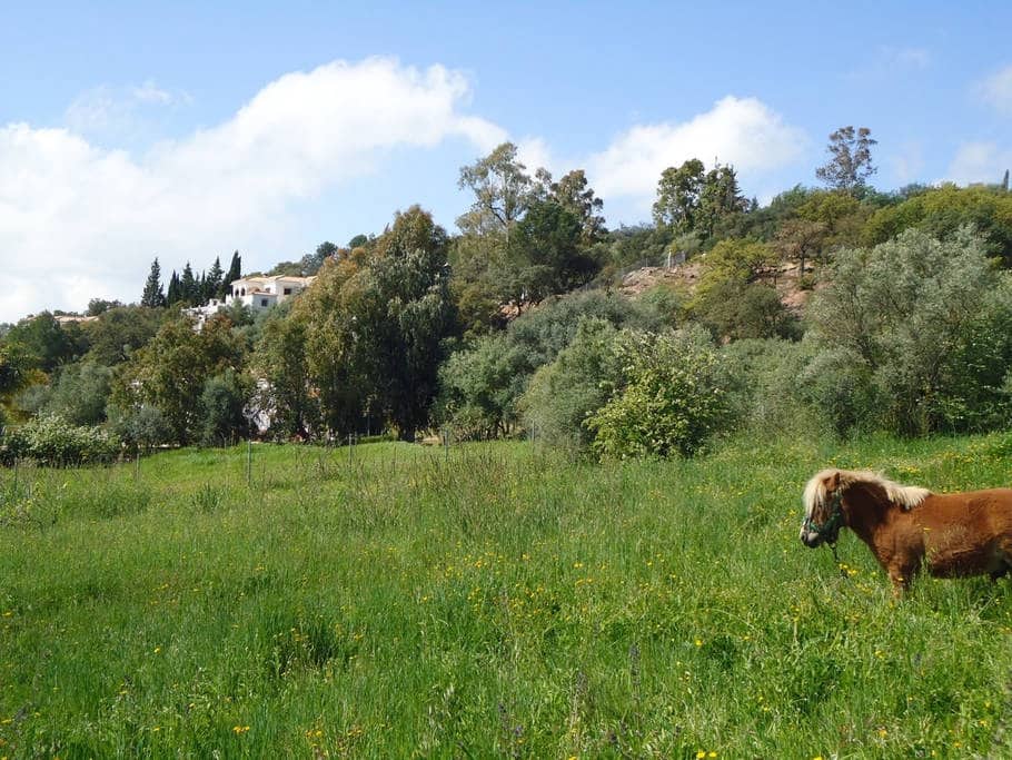 3 bedroom Villa for sale in Almogía with pool garage € 245,000 (Ref