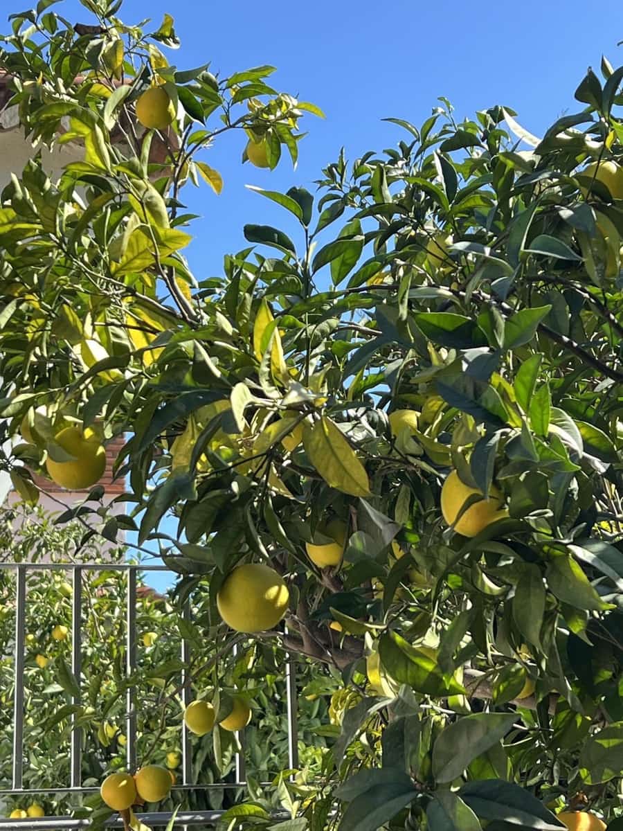 3 sypialnia Willa na sprzedaż w La Duquesa / Puerto de la Duquesa z basenem garażem - 990 000 € (Ref: 10057703)