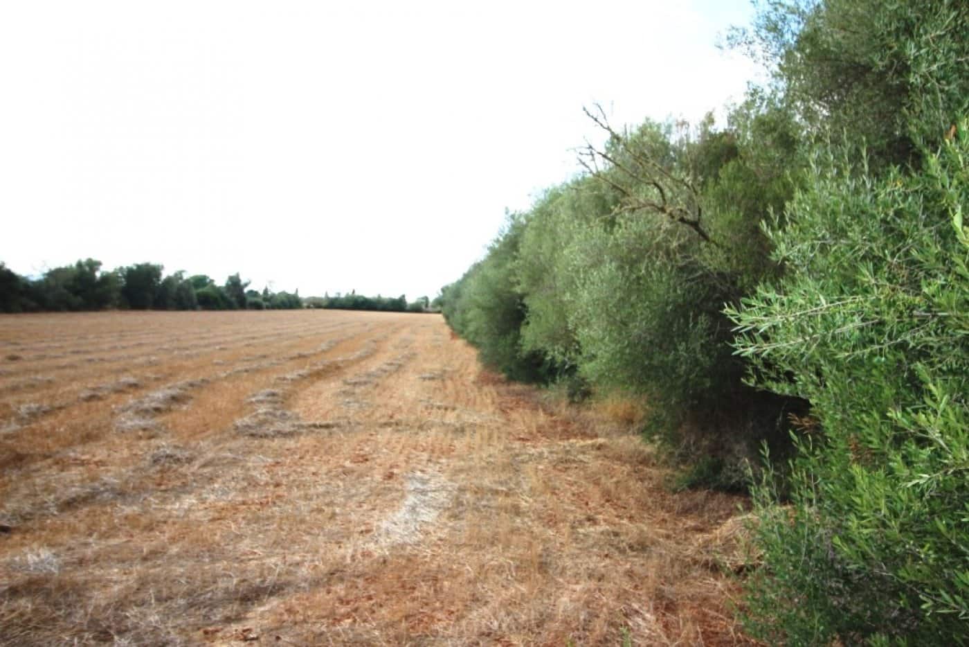 Mark till salu i Felanitx - 155 000 € (Ref: 4265028)