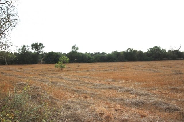 Mark till salu i Felanitx - 155 000 € (Ref: 4265028)