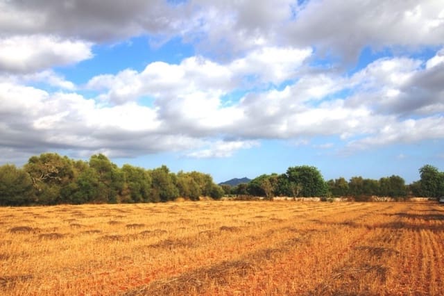 Mark till salu i Felanitx - 155 000 € (Ref: 4265028)