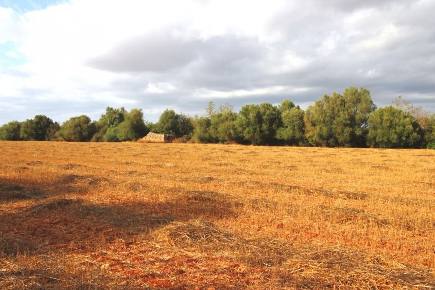 Mark till salu i Felanitx - 155 000 € (Ref: 4265028)