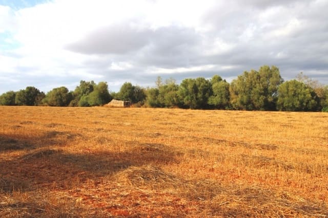 Mark till salu i Felanitx - 155 000 € (Ref: 4265028)