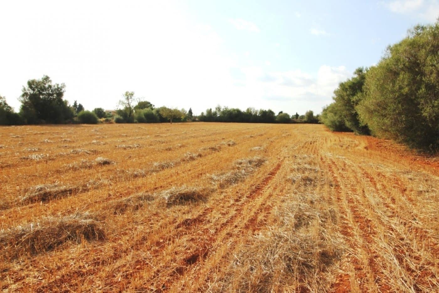 Mark till salu i Felanitx - 155 000 € (Ref: 4265028)