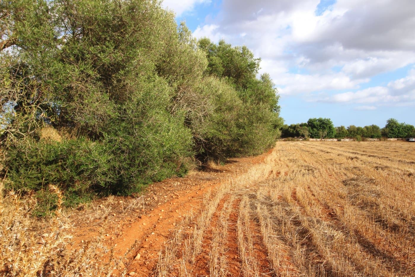 Mark till salu i Felanitx - 155 000 € (Ref: 4265028)