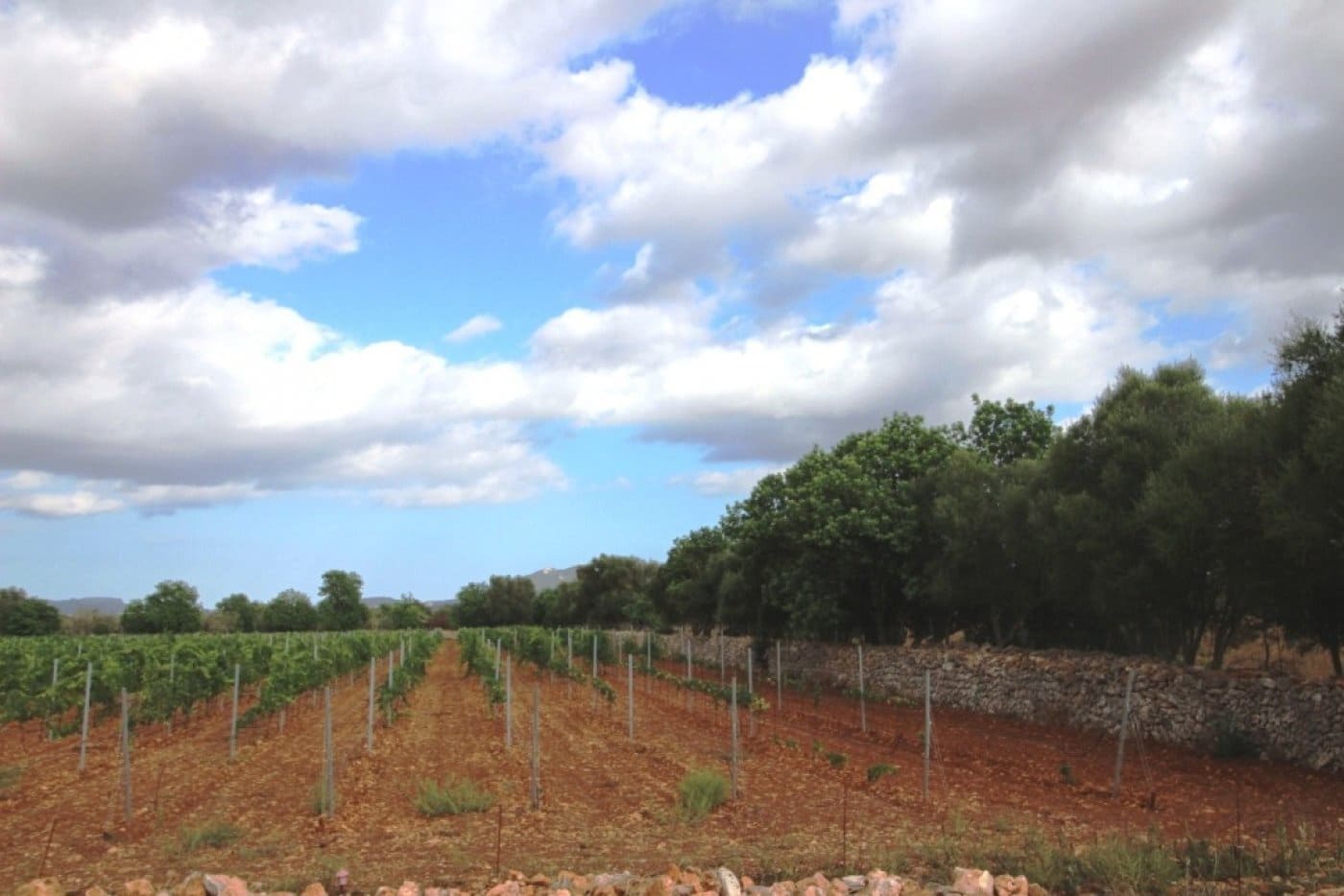 Mark till salu i Felanitx - 155 000 € (Ref: 4265028)