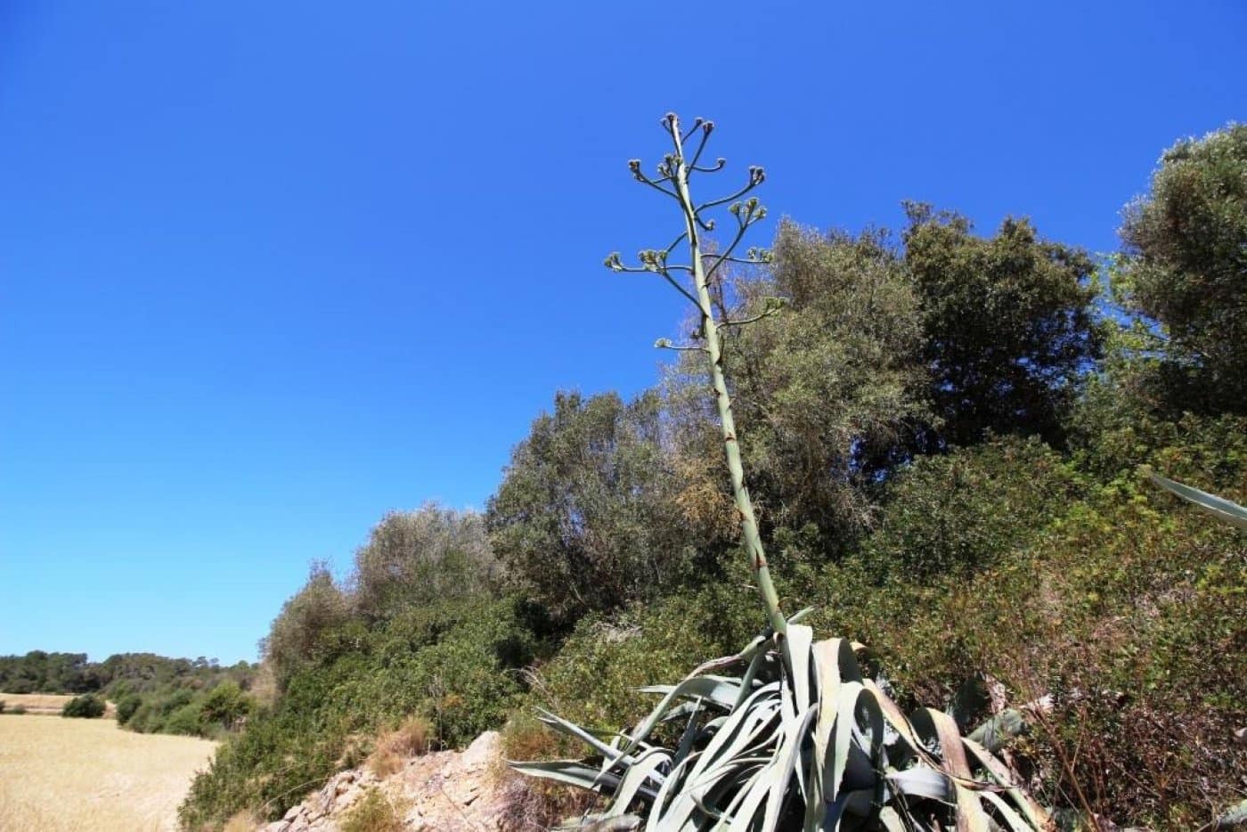 Building Plot for sale in Porreres - € 335,000 (Ref: 4917127)