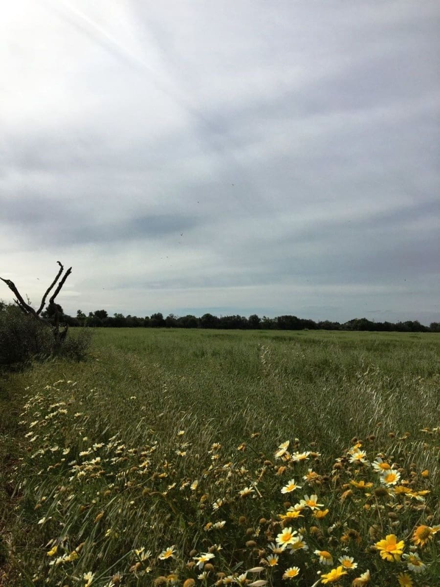 Grunde uden byggetilladelser til salg i Campos - € 140.000 (Ref: 6163078)