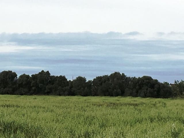 Mark till salu i Campos - 140 000 € (Ref: 6163078)