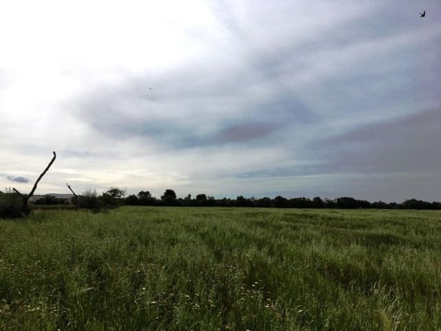 Mark till salu i Campos - 140 000 € (Ref: 6163078)