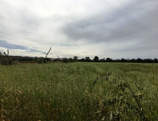 Mark till salu i Campos - 140 000 € (Ref: 6163078)