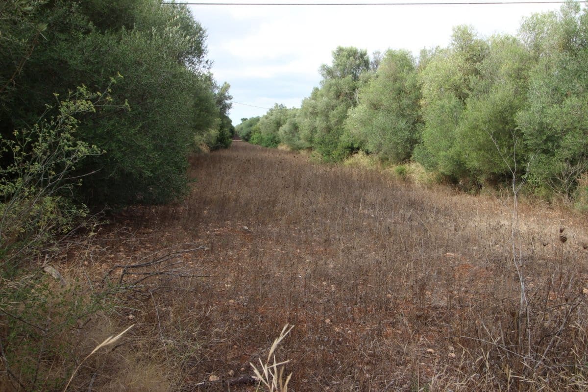 Terre non Aménagée à vendre à Felanitx - 160 000 € (Ref: 6163085)