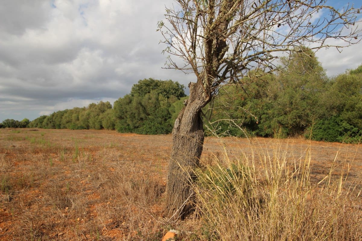 Terre non Aménagée à vendre à Felanitx - 160 000 € (Ref: 6163085)