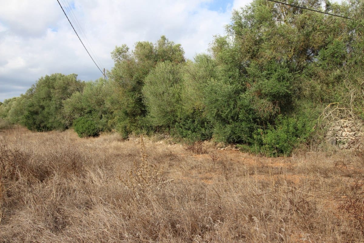 Terre non Aménagée à vendre à Felanitx - 160 000 € (Ref: 6163085)