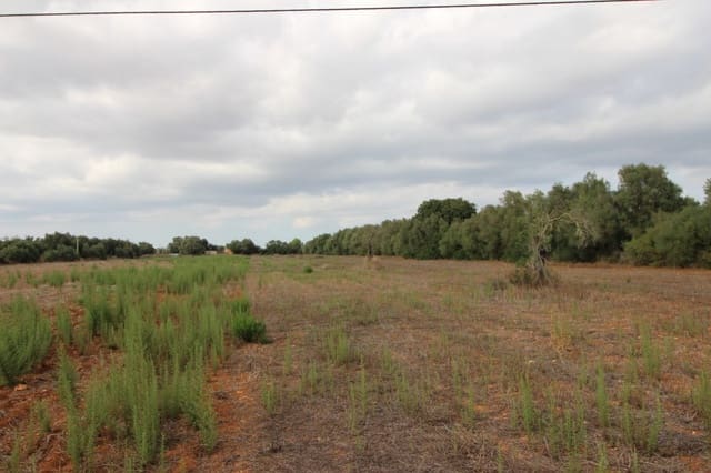 Undeveloped Land for sale in Felanitx - € 160,000 (Ref: 6163085)