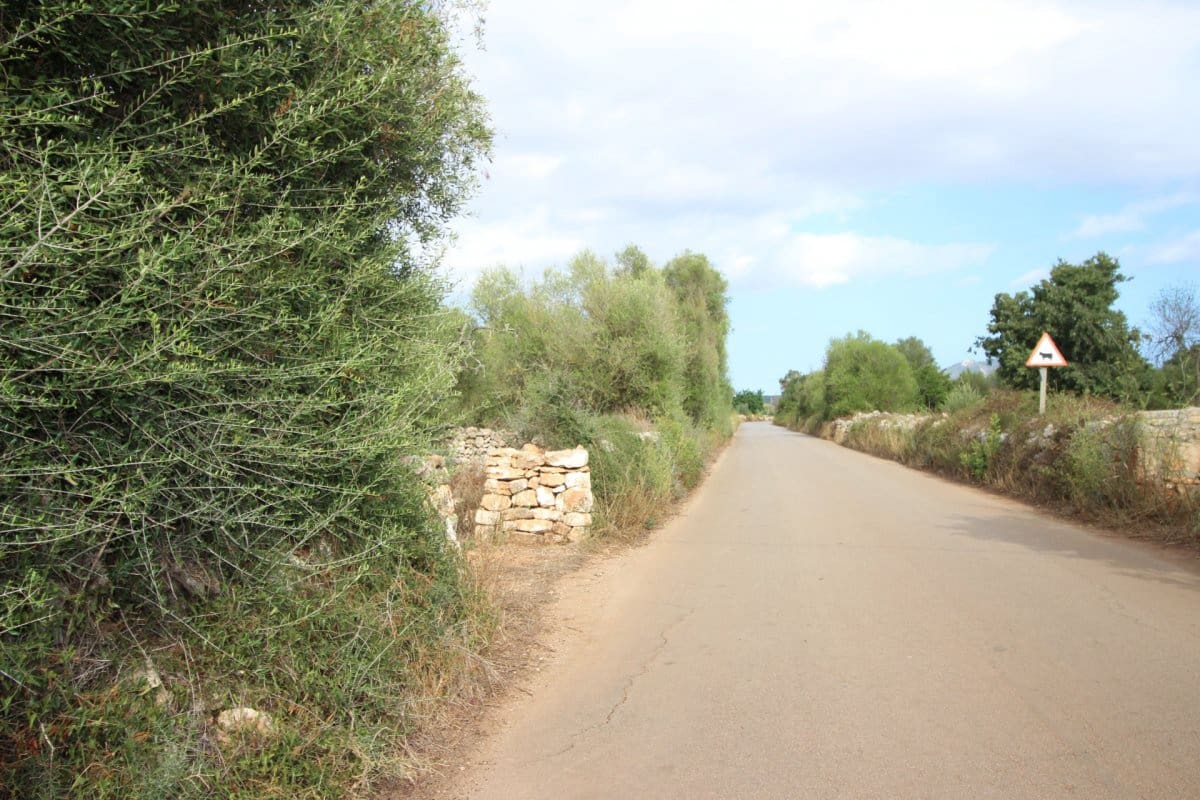 Terre non Aménagée à vendre à Felanitx - 160 000 € (Ref: 6163085)