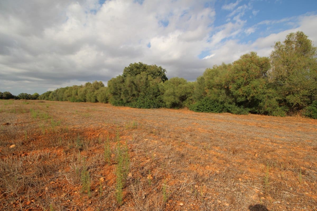 Terre non Aménagée à vendre à Felanitx - 160 000 € (Ref: 6163085)