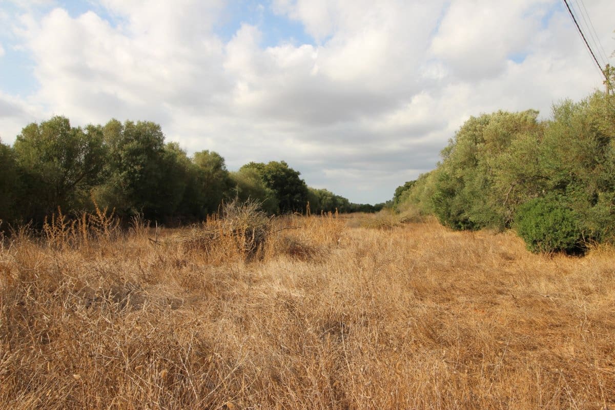 Terre non Aménagée à vendre à Felanitx - 160 000 € (Ref: 6163085)