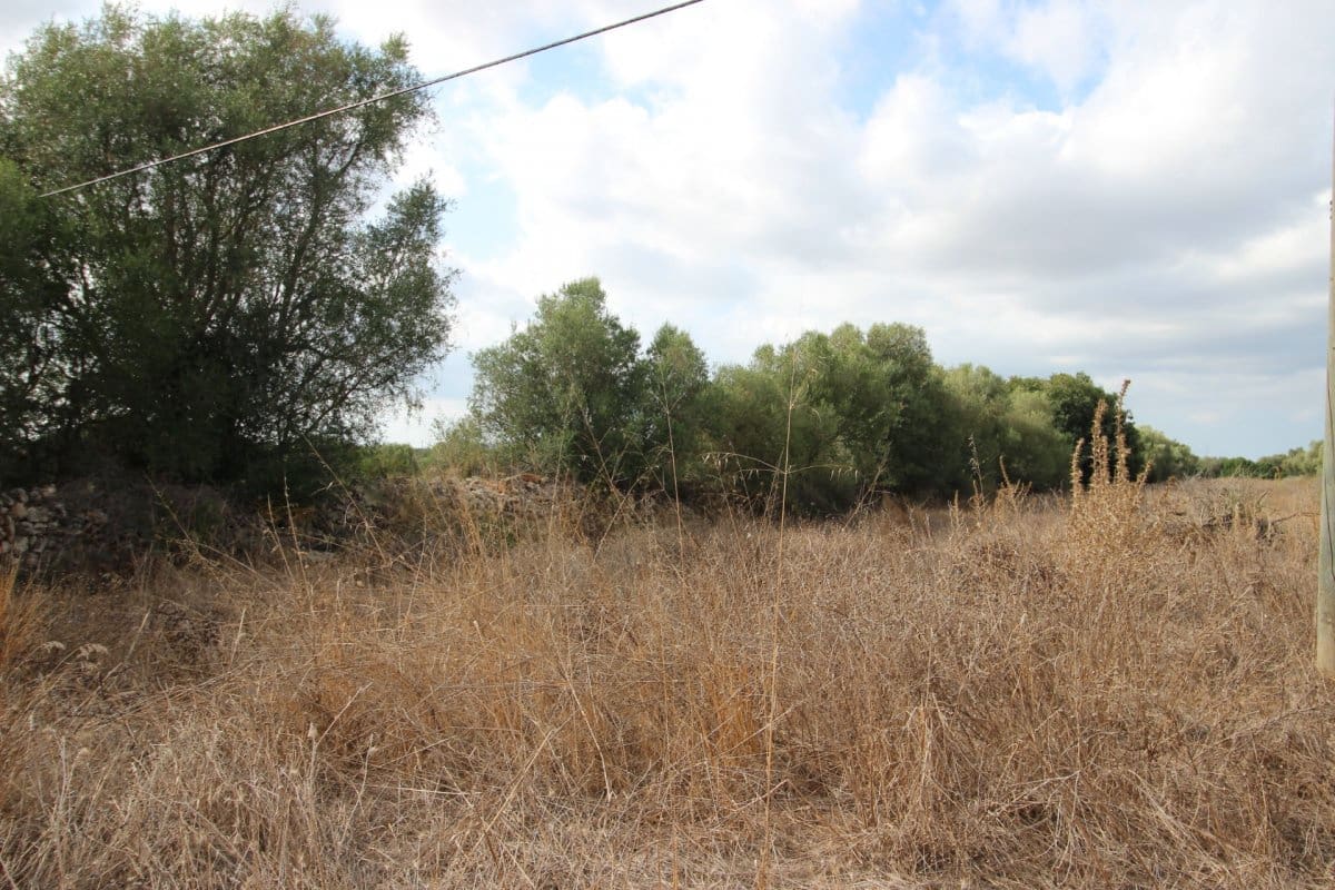 Terre non Aménagée à vendre à Felanitx - 160 000 € (Ref: 6163085)