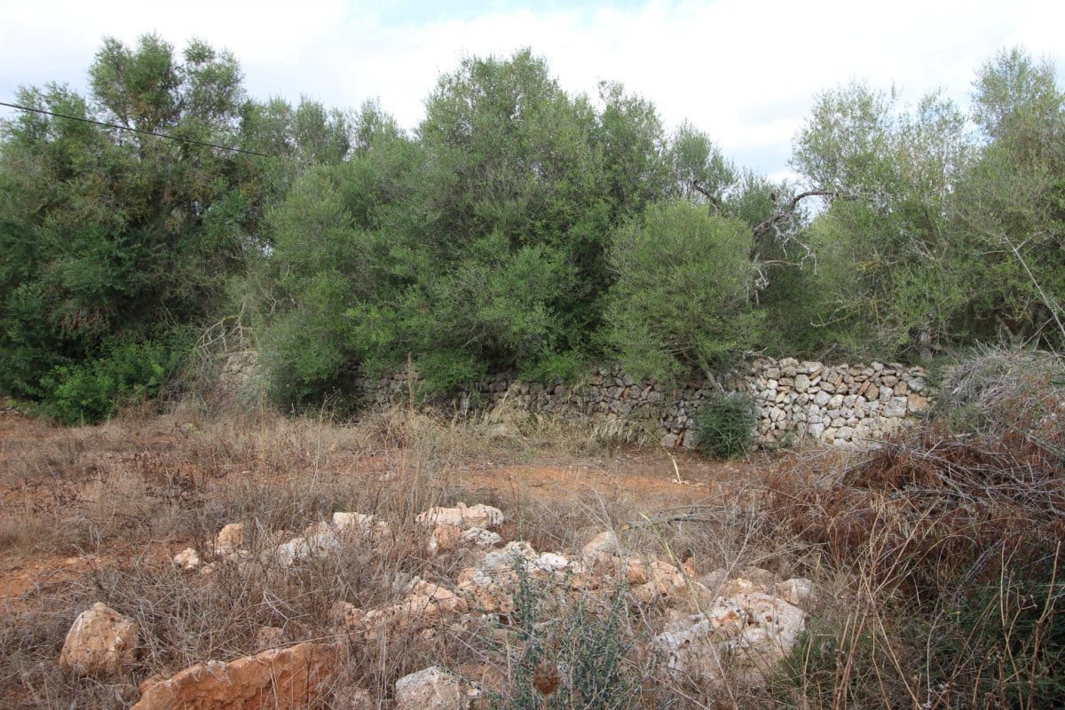 Terre non Aménagée à vendre à Felanitx - 160 000 € (Ref: 6163085)