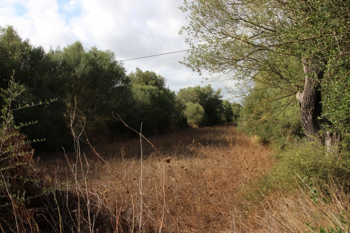 Terre non Aménagée à vendre à Felanitx - 160 000 € (Ref: 6163085)