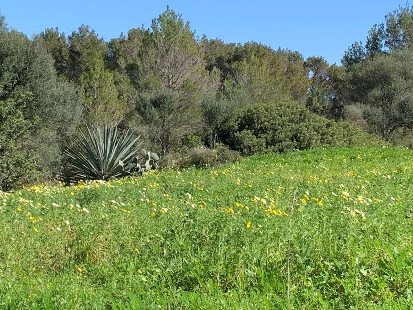 3 soverom Finca/Herregård til salgs i Es Carritxo / El Carritxo - € 2 400 000 (Ref: 6163093)