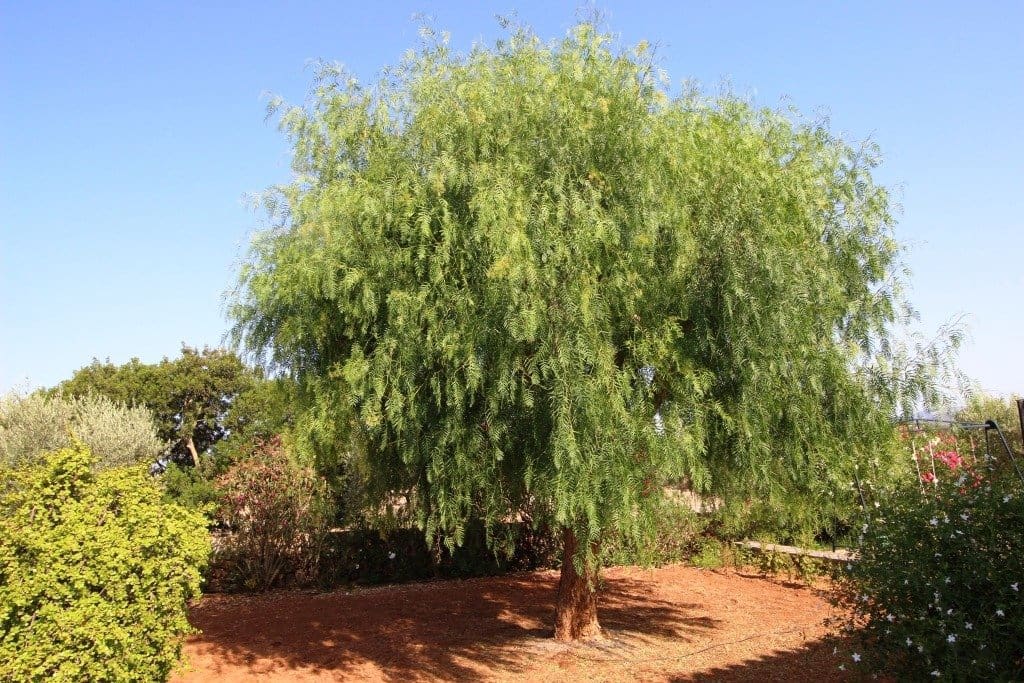 3 chambre Finca/Maison de Campagne à vendre à Campos avec piscine garage - 840 000 € (Ref: 7586160)