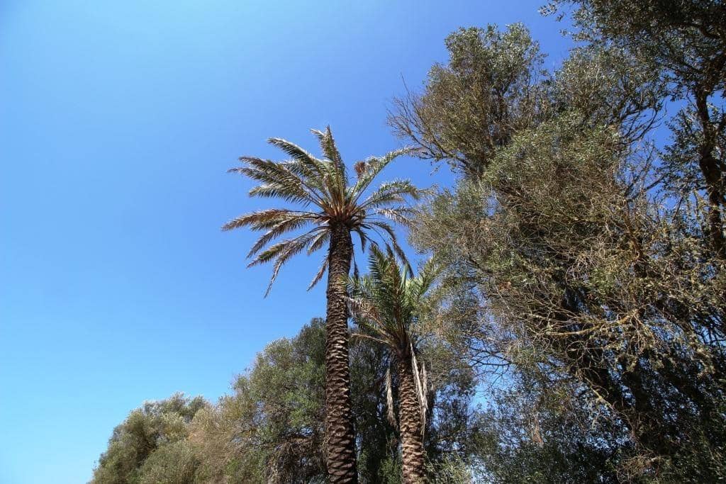 Tomt till salu i Campos - 730 000 € (Ref: 7706917)