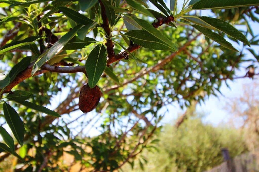 Grunde uden byggetilladelser til salg i Campos - € 170.000 (Ref: 7733749)