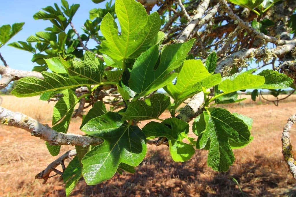 Grunde uden byggetilladelser til salg i Campos - € 170.000 (Ref: 7733749)