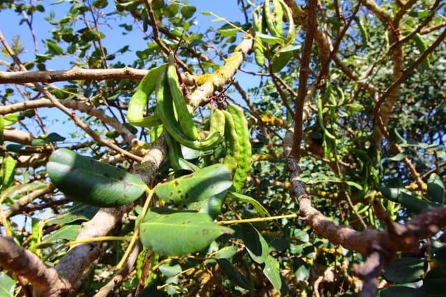 Landgrundstück zu verkaufen in Campos - 170.000 € (Ref: 7733749)