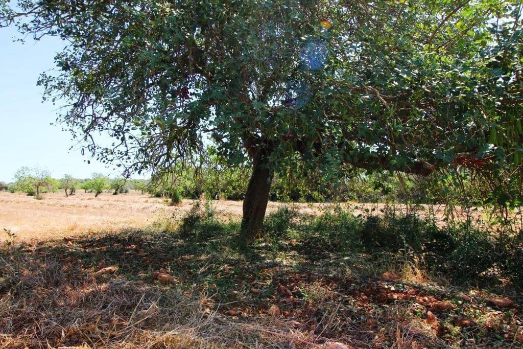 Grunde uden byggetilladelser til salg i Campos - € 170.000 (Ref: 7733749)