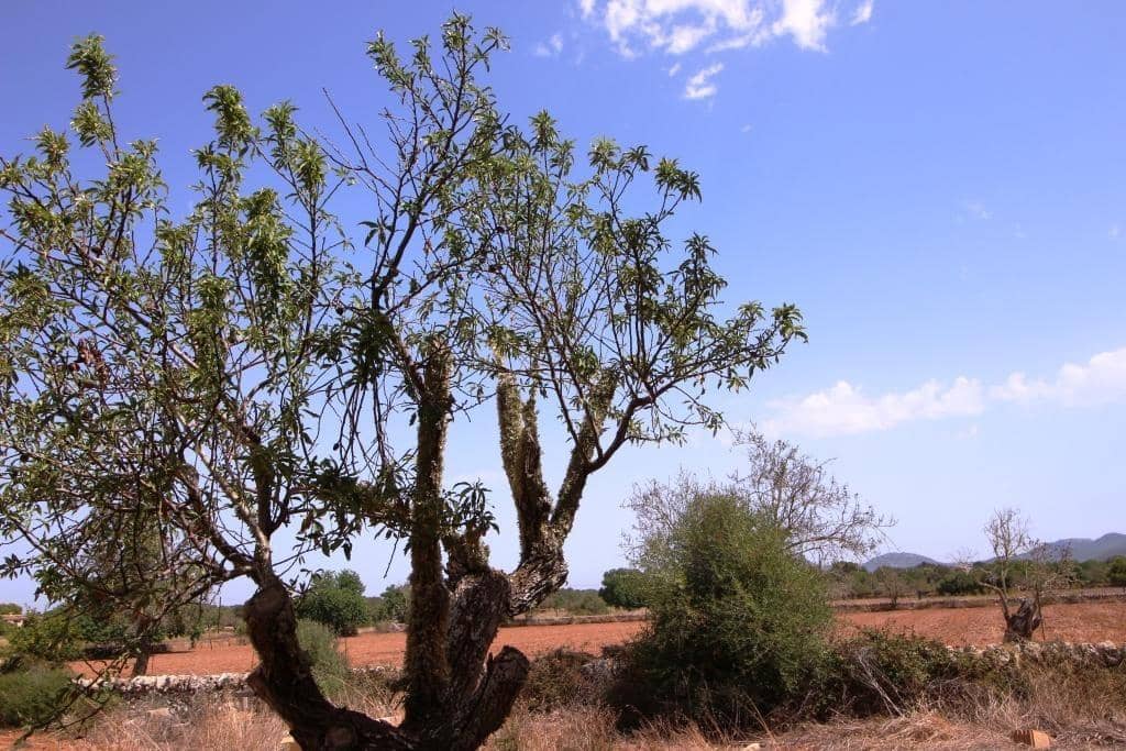 5 soveværelse Villa til leje i Felanitx med swimmingpool - € 9.000 (Ref: 7755289)
