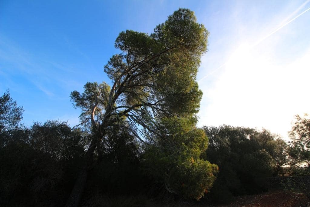 Byggegrund til salg i Campos - € 685.000 (Ref: 7978173)