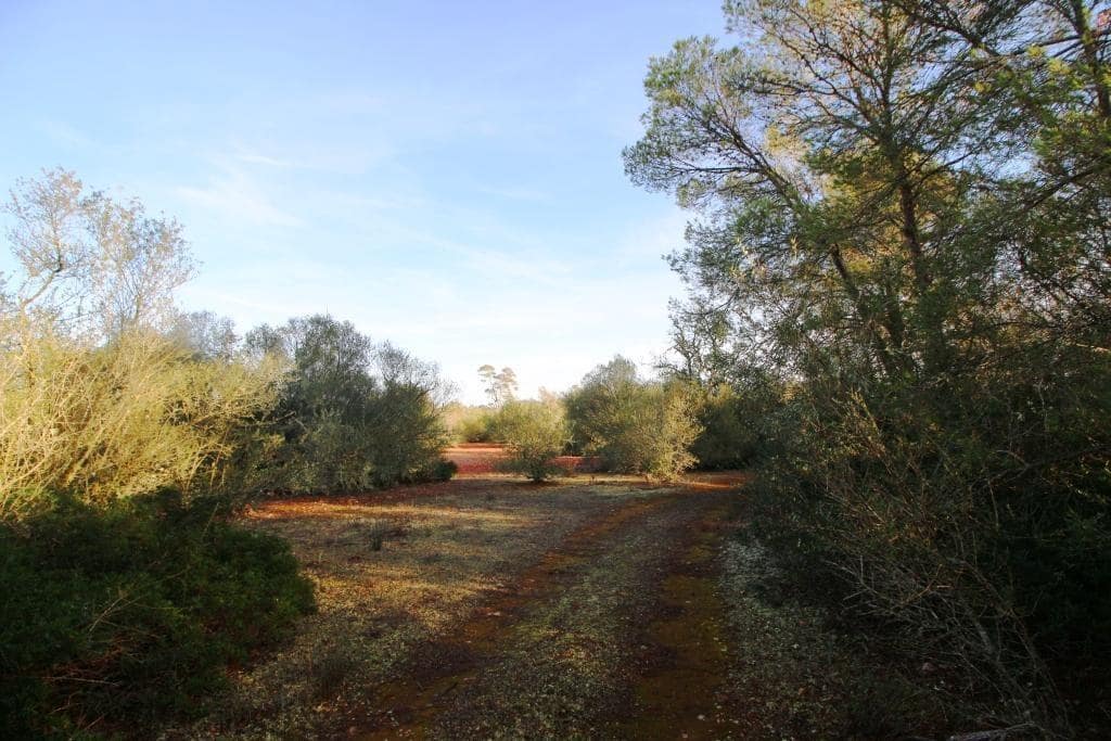 Byggegrund til salg i Campos - € 685.000 (Ref: 7978173)