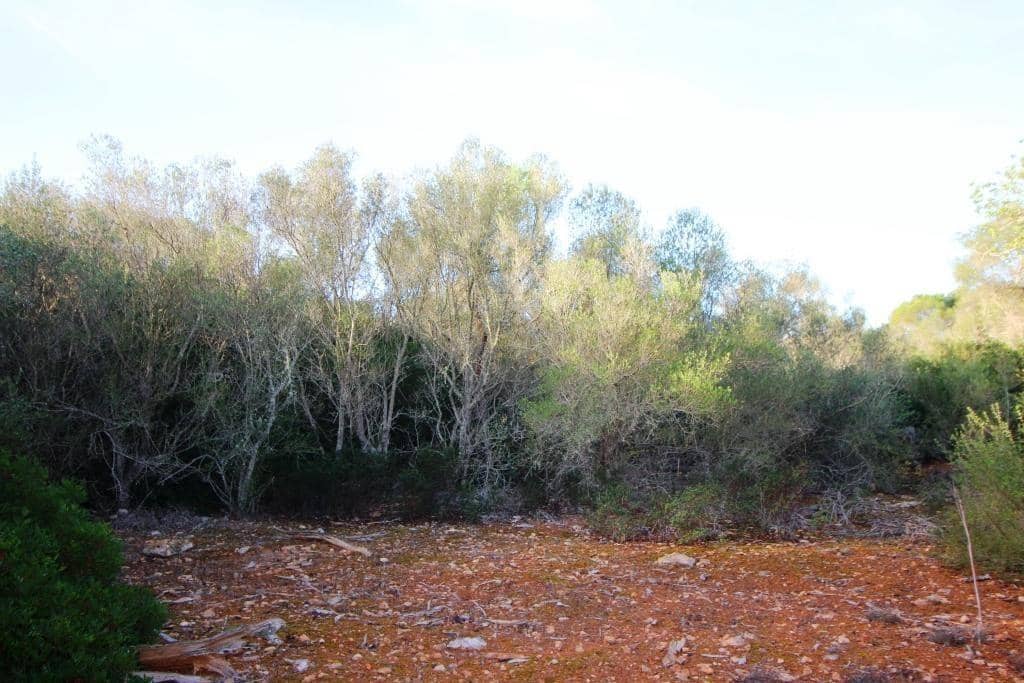 Byggegrund til salg i Campos - € 685.000 (Ref: 7978173)