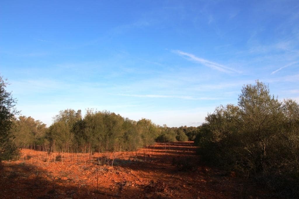 Byggegrund til salg i Campos - € 685.000 (Ref: 7978173)