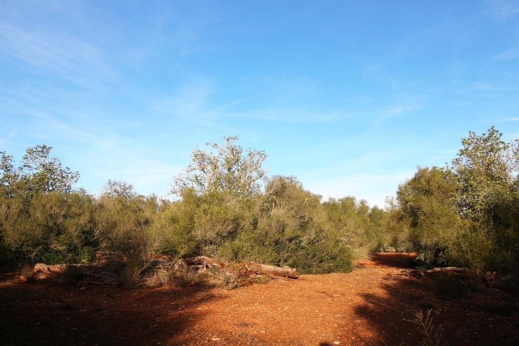 Byggegrund til salg i Campos - € 685.000 (Ref: 7978173)