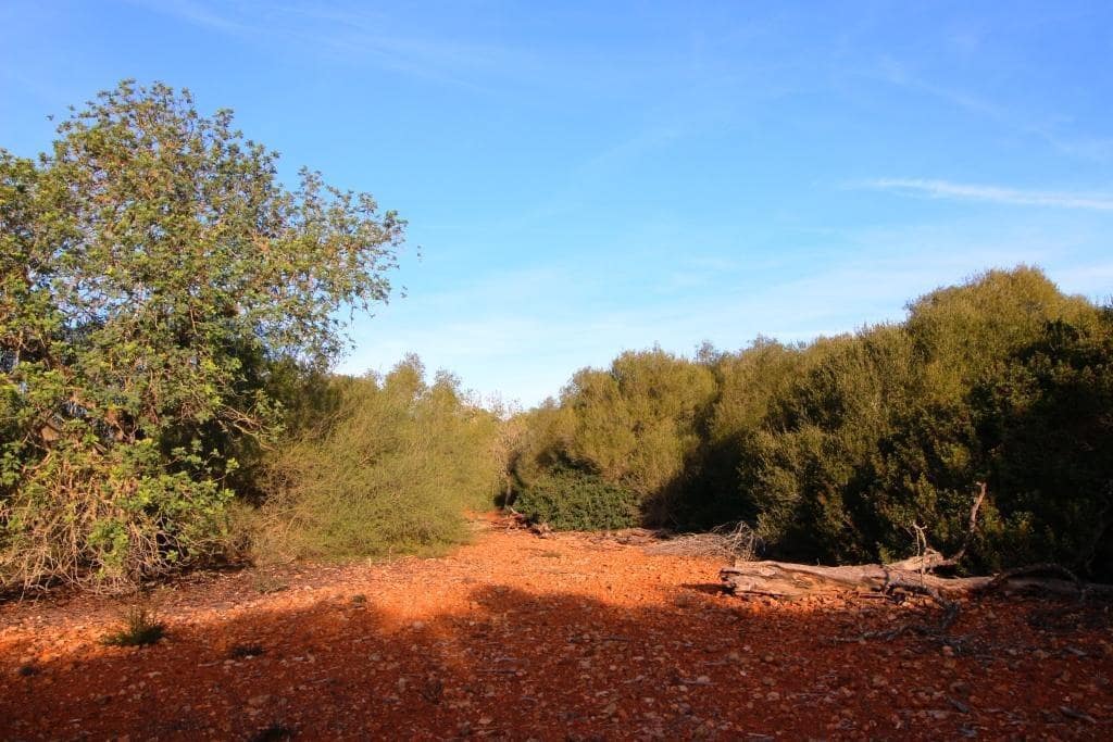 Byggegrund til salg i Campos - € 685.000 (Ref: 7978173)