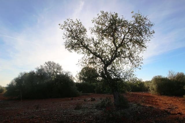 Tomt till salu i Campos - 685 000 € (Ref: 7978173)