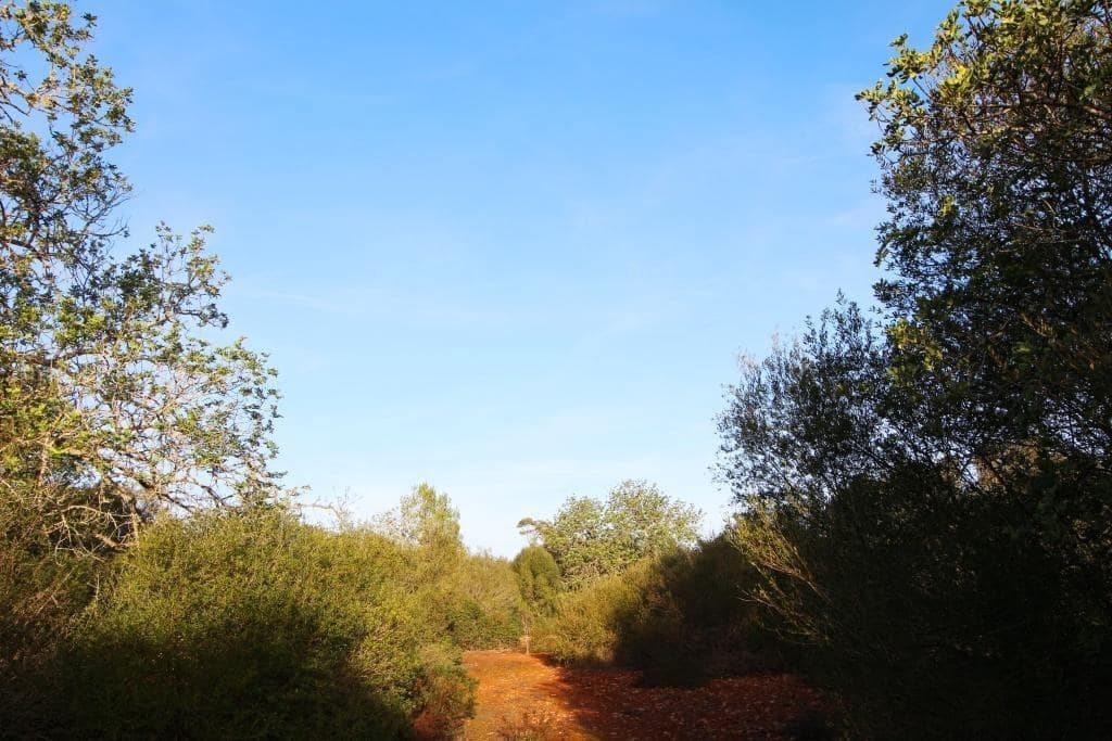 Byggegrund til salg i Campos - € 685.000 (Ref: 7978173)