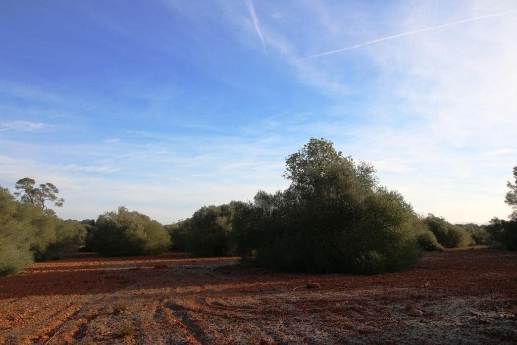 Byggegrund til salg i Campos - € 685.000 (Ref: 7978173)