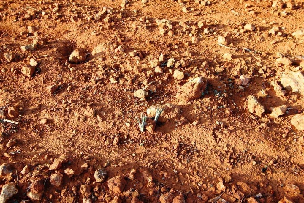 Byggegrund til salg i Campos - € 685.000 (Ref: 7978173)