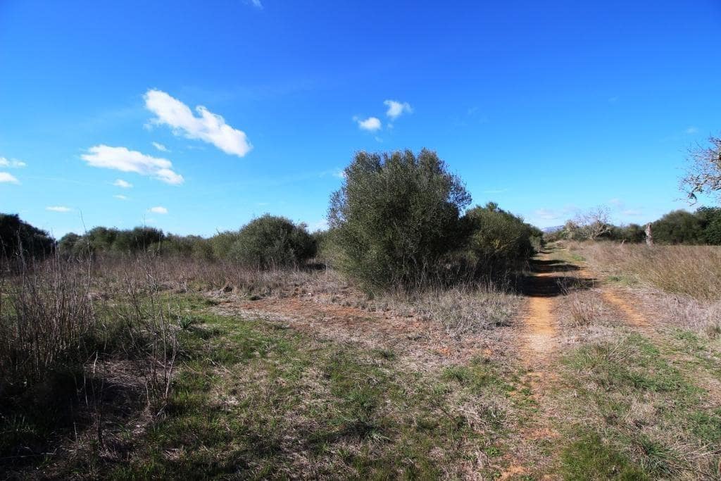 Byggegrund til salg i Campos - € 225.000 (Ref: 8070182)