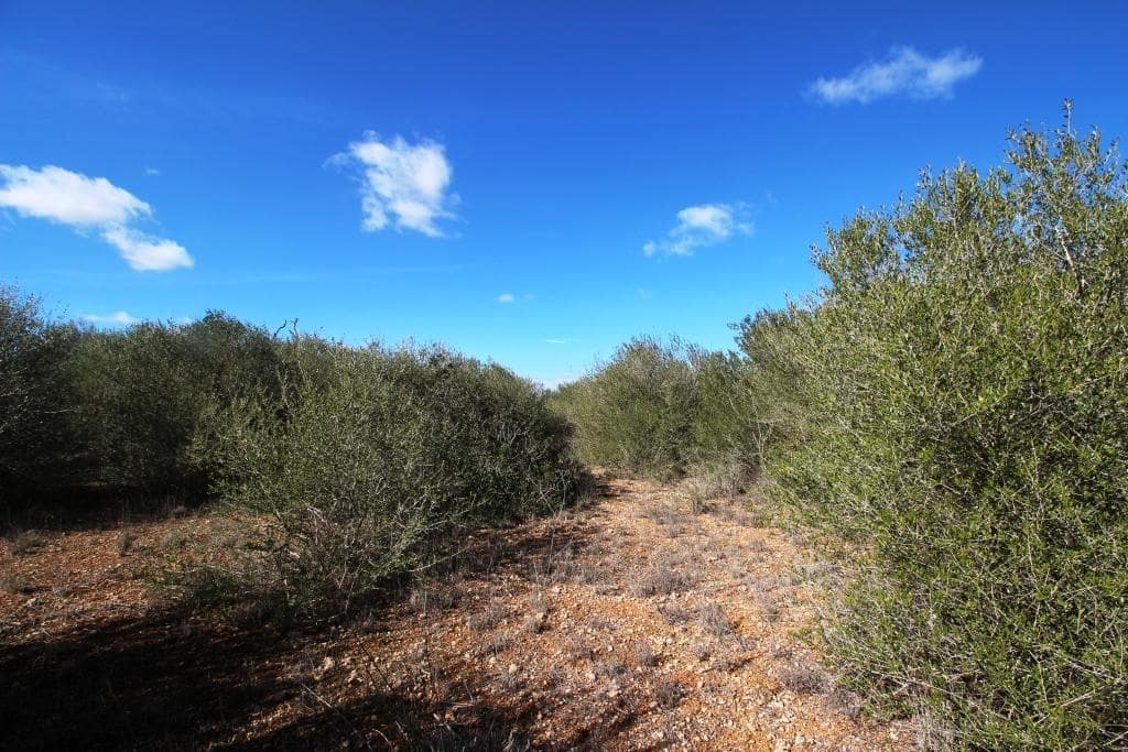 Byggegrund til salg i Campos - € 225.000 (Ref: 8070182)