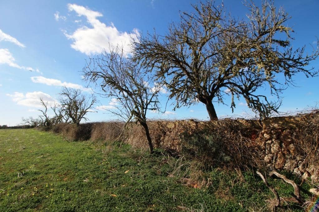 Byggegrund til salg i Campos - € 225.000 (Ref: 8070182)