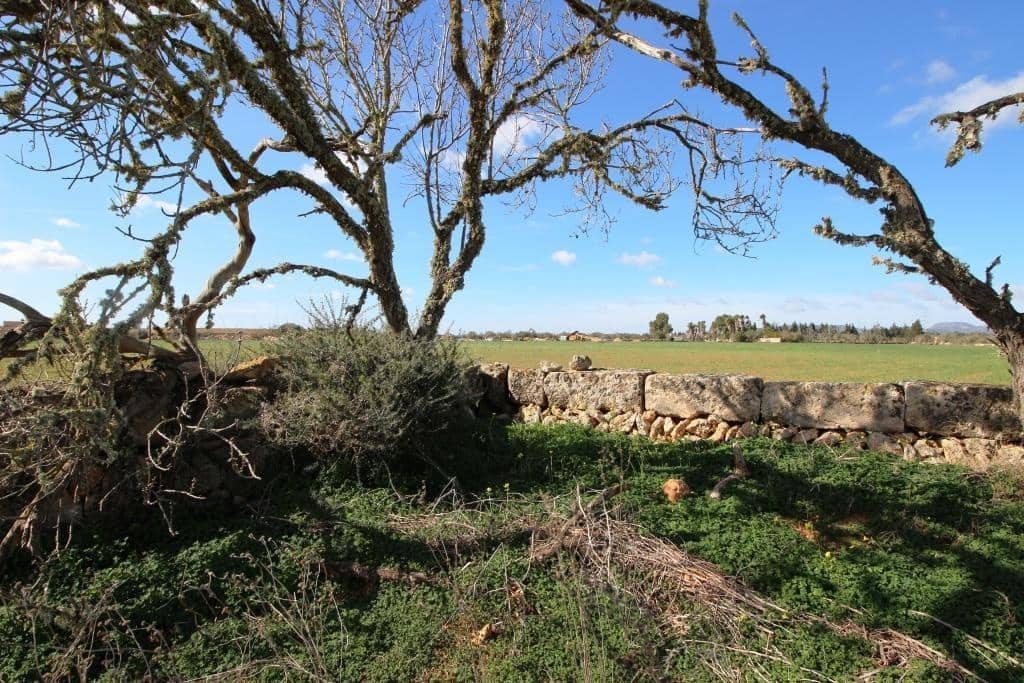 Byggegrund til salg i Campos - € 225.000 (Ref: 8070182)