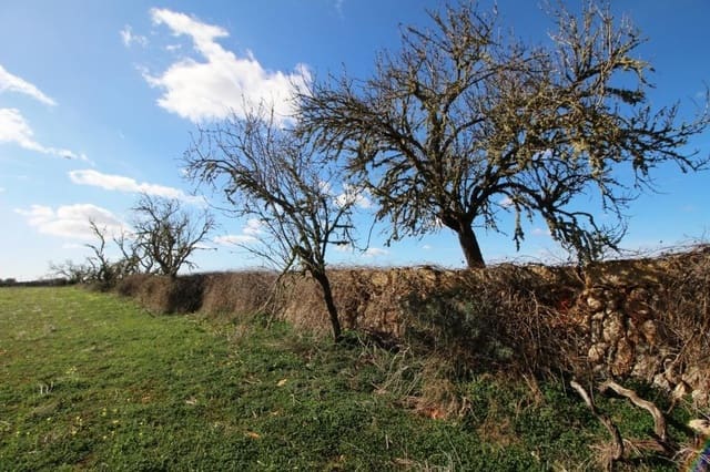 Tomt till salu i Campos - 225 000 € (Ref: 8070182)